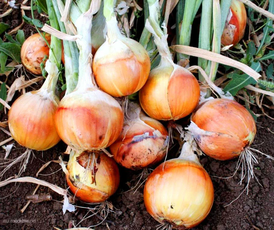 Лук Репчатый Русский размер Лук Репчатый Русский размер