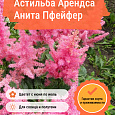 Астильба Арендса Анита Пфейфер Астильба Арендса Анита Пфейфер
