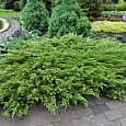 Можжевельник казацкий Аркадия