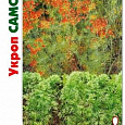 Укроп  Самоцвет Укроп  Самоцвет