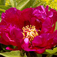 Пион древовидный Цветы Дракона Пион древовидный Цветы Дракона
