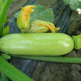 Кабачок Камили F1 Кабачок Камили F1