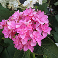 Гортензия крупнолистовая Романс Пинк Гортензия крупнолистовая Романс Пинк