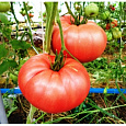 Томат Дикая роза Томат Дикая роза