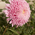 Астра Помпонная светло-розовая