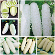 Огурец  Белый хруст F1 Огурец  Белый хруст F1