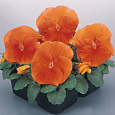 Виола крупноцветковая Матрикс Дип Оранж