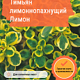 Тимьян лимоннопахнущий Лимон Тимьян лимоннопахнущий Лимон
