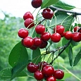 Вишня обыкновенная Молодежная Вишня обыкновенная Молодежная