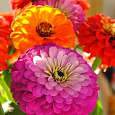 Цинния георгиноцветковая Супер йога