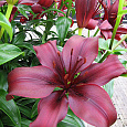 Лилия азиатская Дименшн