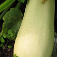 Кабачок Обыкновенный F1 Белогор Кабачок Обыкновенный F1 Белогор