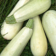 Кабачок Обыкновенный Грибовские Кабачок Обыкновенный Грибовские