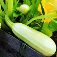Кабачок Обыкновенный Грибовские Кабачок Обыкновенный Грибовские