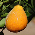 Цитрус Оранжекват