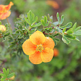 Лапчатка кустарниковая Hopleys Orange