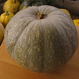 Тыква крупноплодная Заславия Тыква крупноплодная Заславия