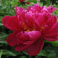 Пион древовидный Пурпурный феникс Пион древовидный Пурпурный феникс