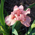 Ирис карликовый Rose Ирис карликовый Rose