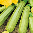 Кабачок Кавили F1