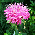 Монарда гибридная Крофтвэй Пинк