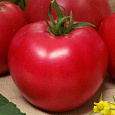 Томат Василина Томат Василина