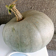 Тыква крупноплодная Изящная Тыква крупноплодная Изящная