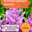 Астильба Арендса Аметист Астильба Арендса Аметист