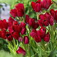 Тюльпан Букетный Wallflower