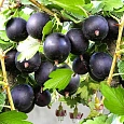 Крыжовник Черносливовый