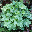 Гейхера Гибридная Mint Frost