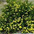 Лапчатка кустарниковая Yellow Bird