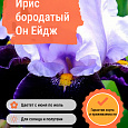 Ирис бородатый Он Ейдж Ирис бородатый Он Ейдж