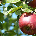 Яблоня Мартовское