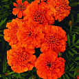 Бархатцы отклоненные Абрикос Примо