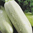 Кабачок Обыкновенный Грибовские Кабачок Обыкновенный Грибовские