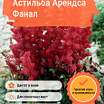 Астильба Арендса Фанал Астильба Арендса Фанал