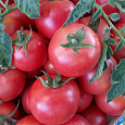 Томат Ляна Розовая Томат Ляна Розовая