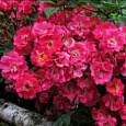 Роза Полиантовая Orleans Rose