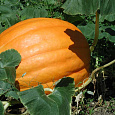 Тыква крупноплодная Землячка Тыква крупноплодная Землячка
