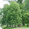 Липа европейская Euchlora