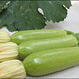 Кабачок Искандер F1 Кабачок Искандер F1