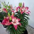 Лилия азиатская горшечная Перфект Джой Лилия азиатская горшечная Перфект Джой