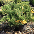 Можжевельник китайский Variegata
