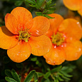 Лапчатка кустарниковая Orange Star
