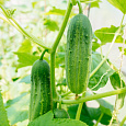 Огурец  Буян F1 Огурец  Буян F1