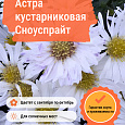 Астра кустарниковая Сноуспрайт Астра кустарниковая Сноуспрайт