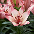 Лилия азиатская горшечная Конфетти Джой