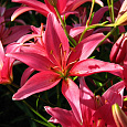 Лилия ла-гибрид Индиан Саммерсет