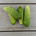 Огурец Сортовой Капелька Огурец Сортовой Капелька